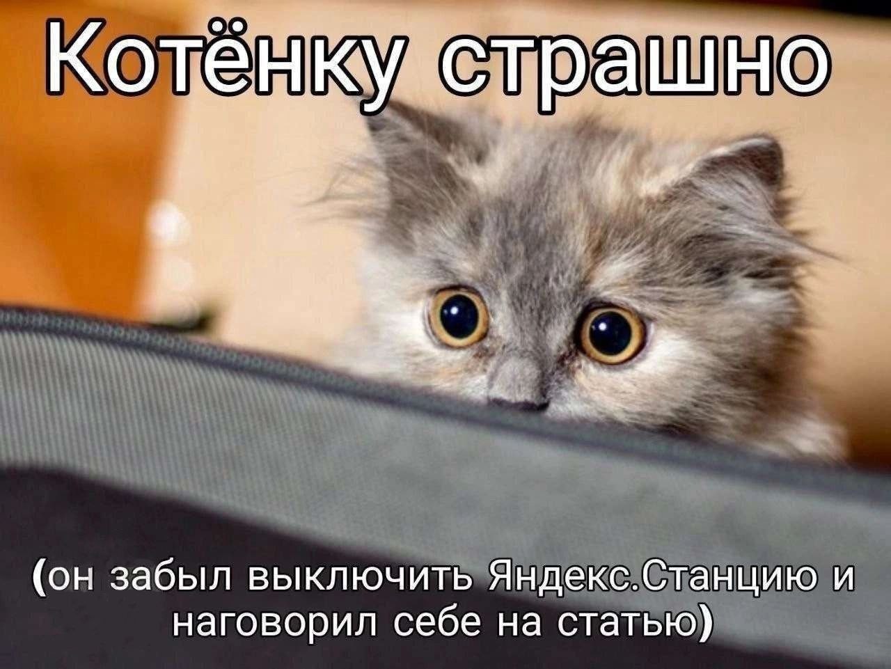 Котёнку страшно Напуганный котенок с большими глазами, который забыл выключить Яндекс.Станцию и наговорил себе на статью.