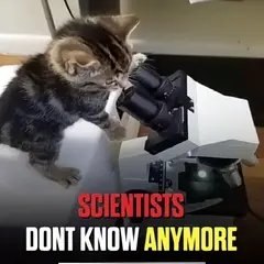 Котёнок-учёный изучает что-то в микроскоп, но даже учёные больше не знают ответа