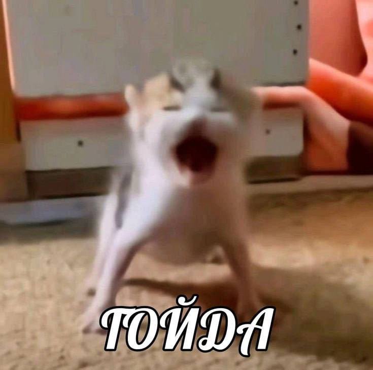 Кричащий кот Тойда Кричащий котенок Тойда с открытым ртом