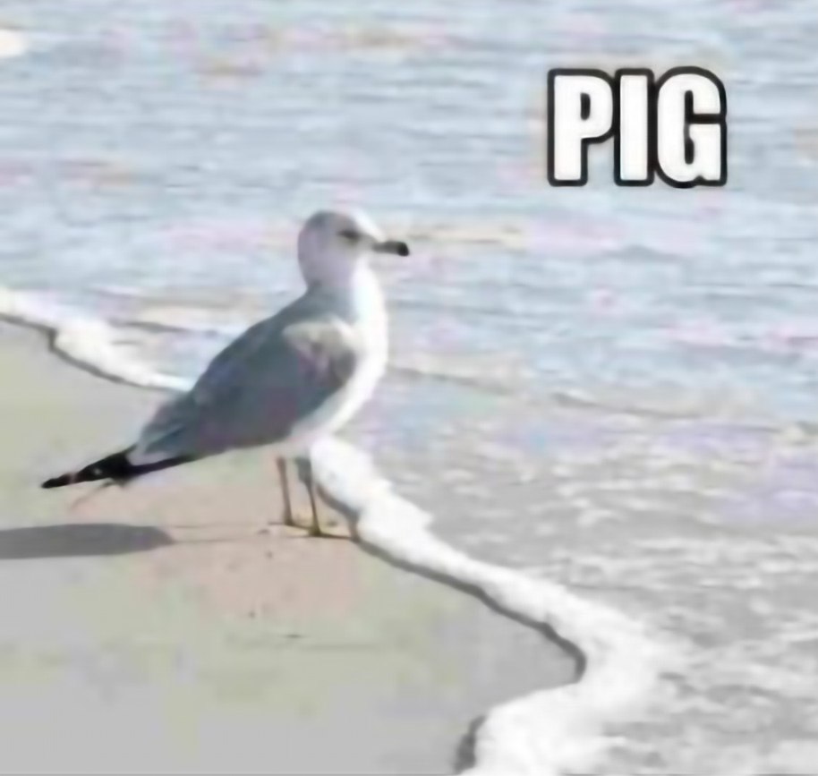 Чайка и надпись PIG Чайка стоит на пляже у воды, а в правом верхнем углу надпись «PIG».