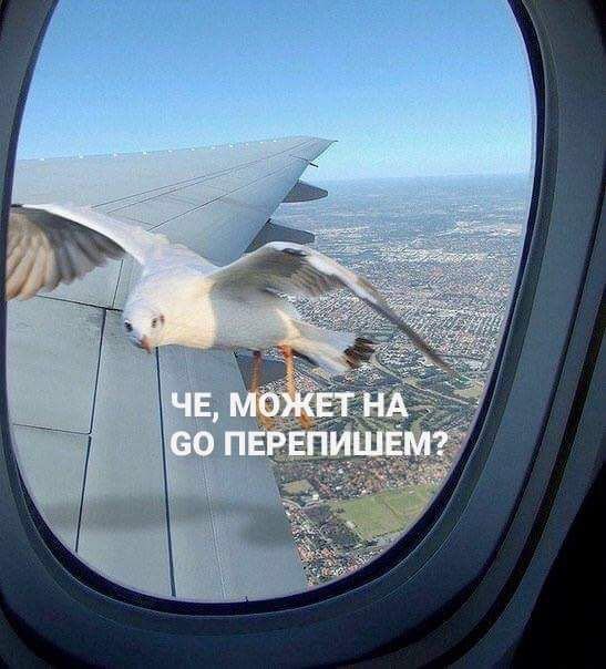 Чайка стучит в иллюминатор самолета Чайка стучит в иллюминатор самолета
