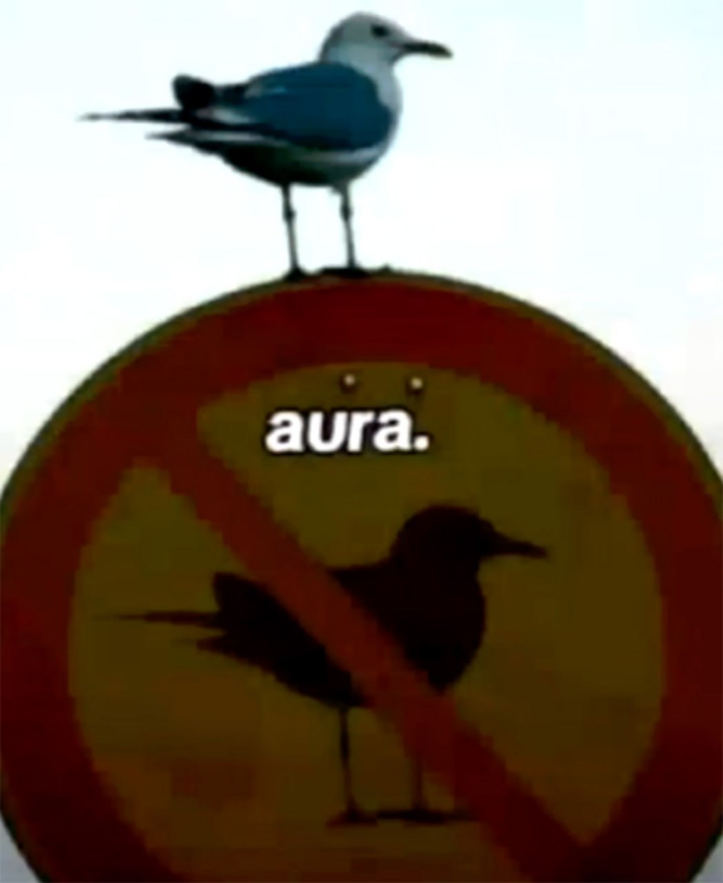 Чайка на знаке «aura» Чайка сидит на знаке «Не кормить птиц» с надписью «aura»