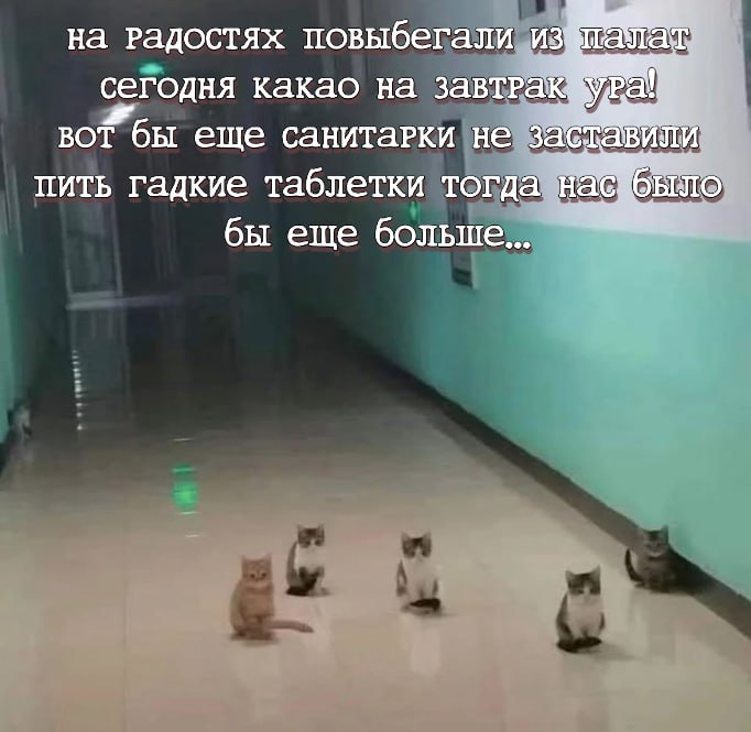 Сегодня какао на завтрак Пять котят сидят в коридоре, а над ними текст про какао на завтрак и гадкие таблетки.