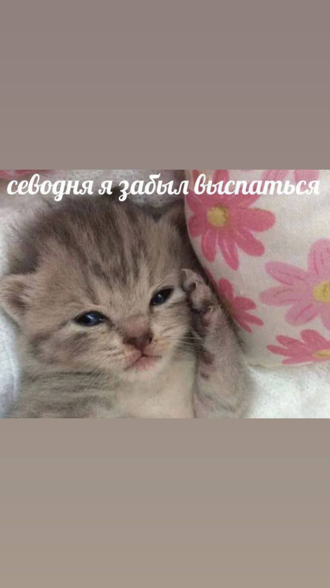 Сегодня я забыл выспаться Котёнок забыл выспаться