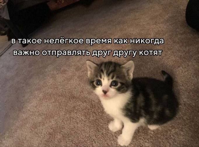 В такое нелёгкое время как никогда важно отправлять друг другу котят Мем с милым котёнком и надписью о важности отправлять друг другу котят в нелёгкие времена