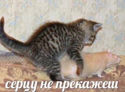 Сердцу не прикажешь Котёнок на крысе и надпись: Сердцу не прикажешь