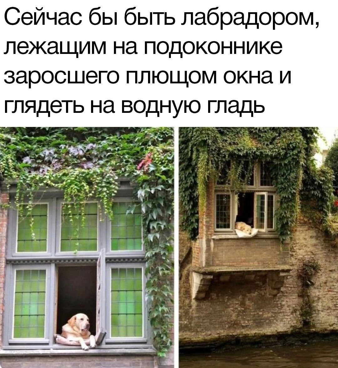 Сейчас бы быть лабрадором Мем «Сейчас бы быть лабрадором» о желании быть собакой, лежащей на подоконнике окна, заросшего плющом, и смотреть на воду