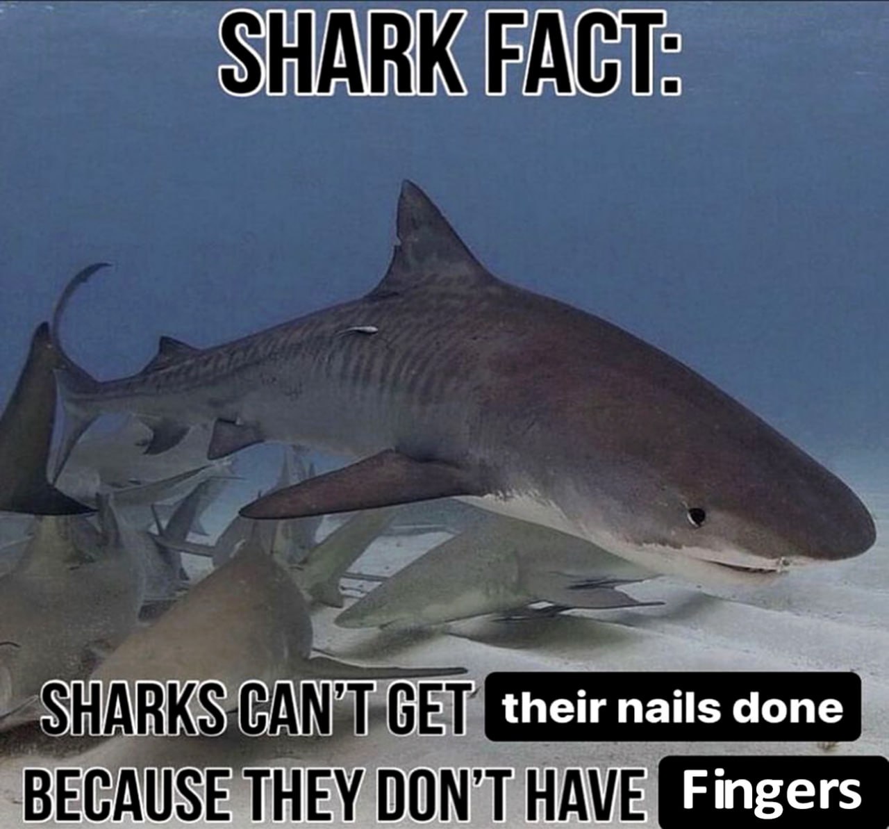 Shark fact акулы не могут сделать маникюр Мем с акулой и забавным фактом о том, что акулы не могут сделать маникюр из-за отсутствия пальцев.