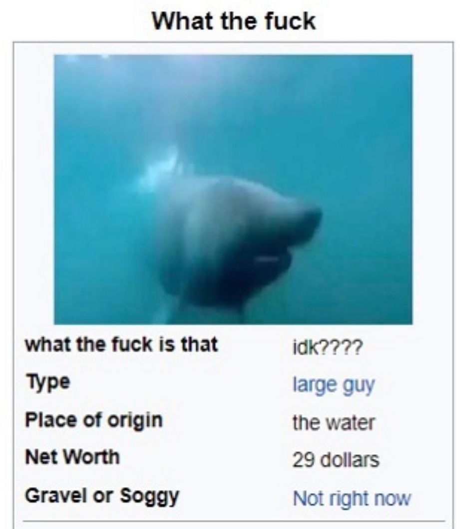 Акула what the fuck is that Акула в воде из мема "What the fuck is that".