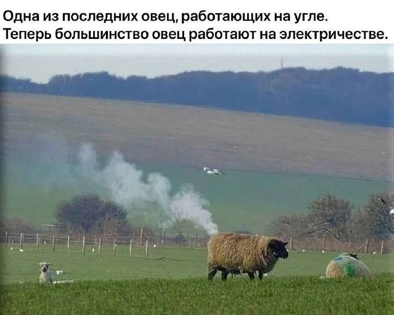 Овца, работающая на угле Одна из последних овец, работающих на угле. Теперь большинство овец работают на электричестве