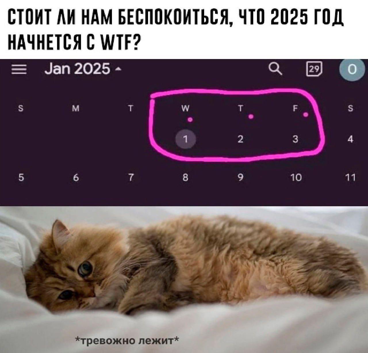Стоит ли нам беспокоиться, что 2025 год начнется с WTF? Мем про календарь, где январь 2025 года начинается с W, T, F, что вызывает тревогу у кота