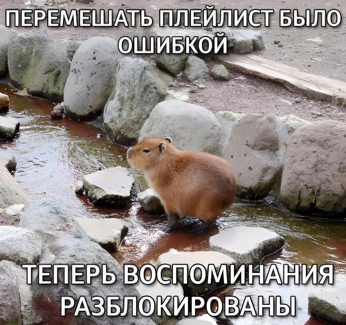 Капибара задумчиво стоит в ручье: перемешивание плейлиста оказалось ошибкой, потому что теперь воспоминания разблокированы.