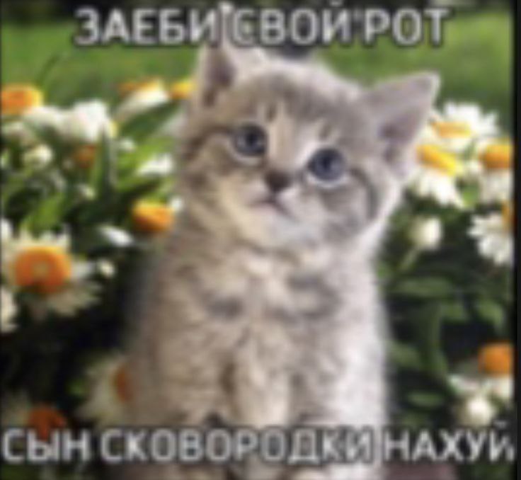 Заеби свой рот, сын сковородки нахуй Милый котенок с надписью «Заеби свой рот, сын сковородки нахуй»