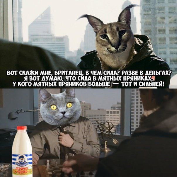 Сила в мятных пряниках Мем с котом-флоппой и котом, похожим на британца, который спрашивает, в чем сила, а в ответ флоппа говорит, что сила в мятных пряниках.