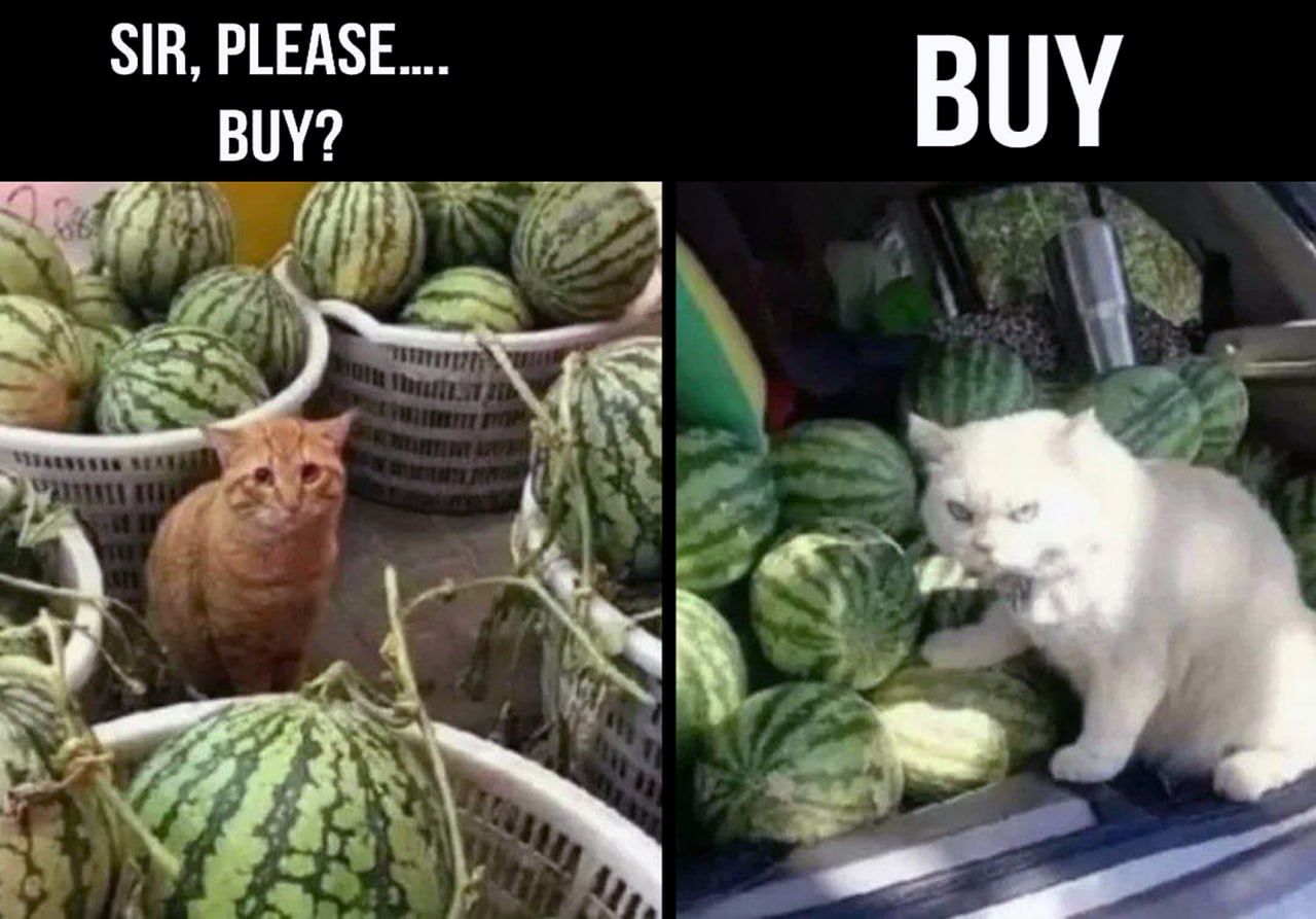 Sir, please.... Buy? Мем с котом, который просит купить арбуз, и агрессивным котом в багажнике с арбузами