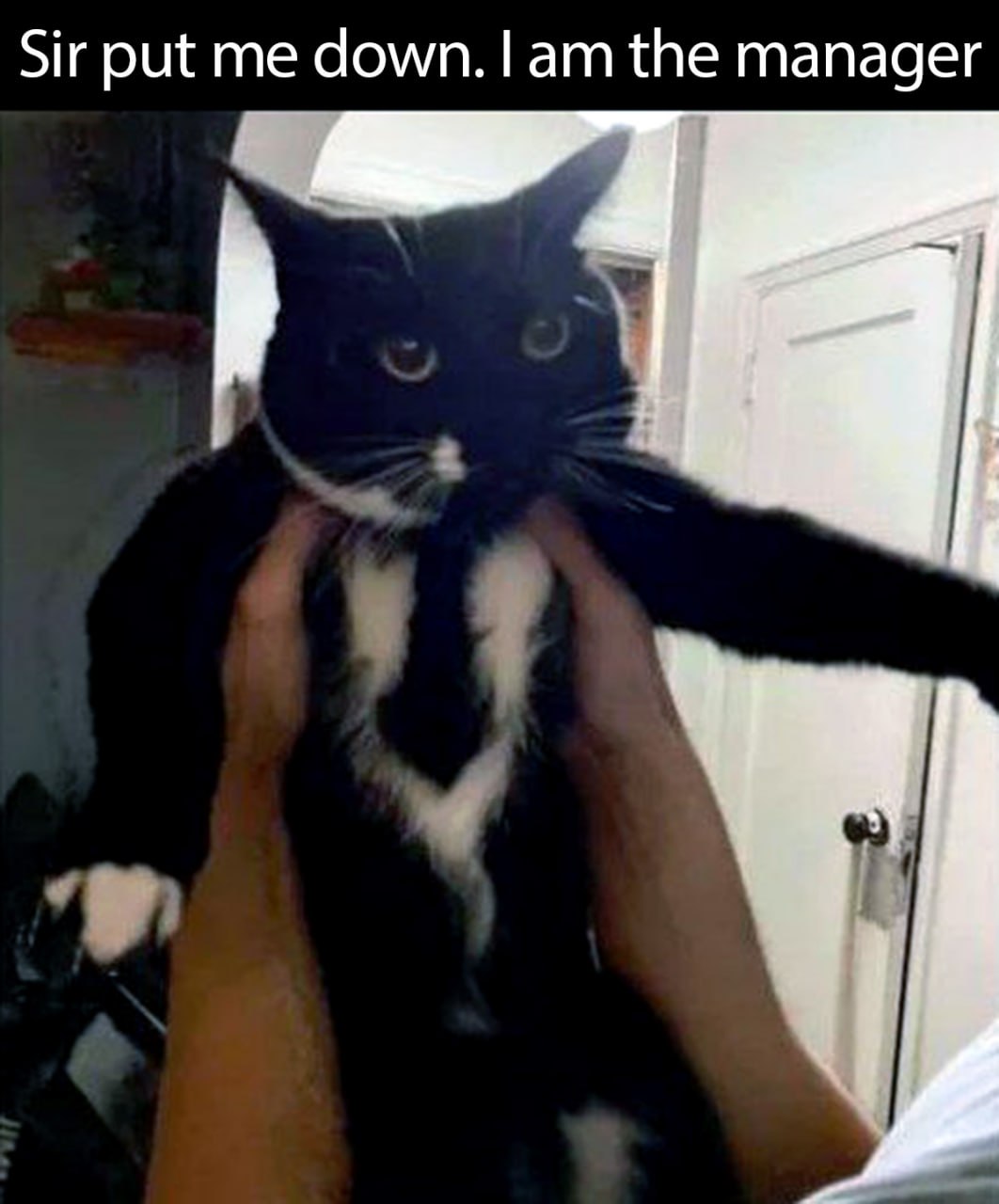 Sir put me down. I am the manager Кот недовольно смотрит в камеру, пока его держат на вытянутых руках, с подписью Sir put me down. I am the manager.