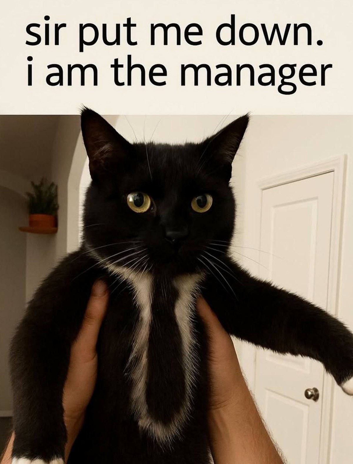 Sir put me down. I am the manager Мем с котом, которого держат на руках, а он говорит «Сэр, опустите меня. Я менеджер».