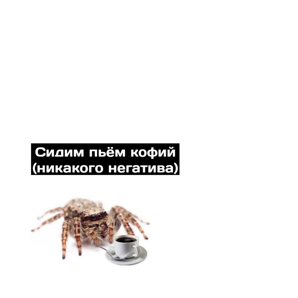 Сидим пьём кофий никакого негатива Пушистый паук-скакун сидит рядом с крошечной чашкой кофе, с подписью «Сидим пьём кофий (никакого негатива)».