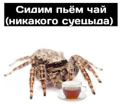 Сидим пьём чай (никакого суецыда) На картинке изображен большой паук, который, кажется, сидит за маленькой чашкой чая. Надпись на изображении гласит: «Сидим пьём чай (никакого суецыда)».