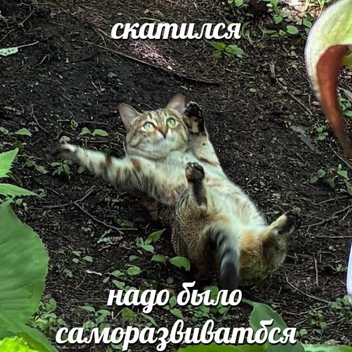 Полосатый кот лежит в саду в странной позе с надписью: «Скатился, надо было саморазвиваться».