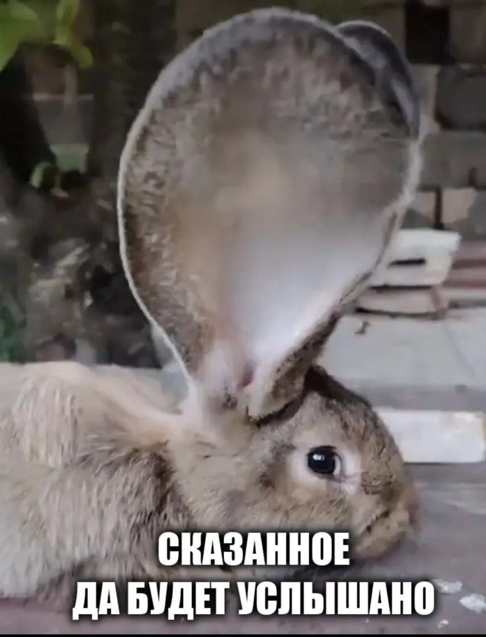 Кролик с огромным ухом и надписью «Сказанное да будет услышано»