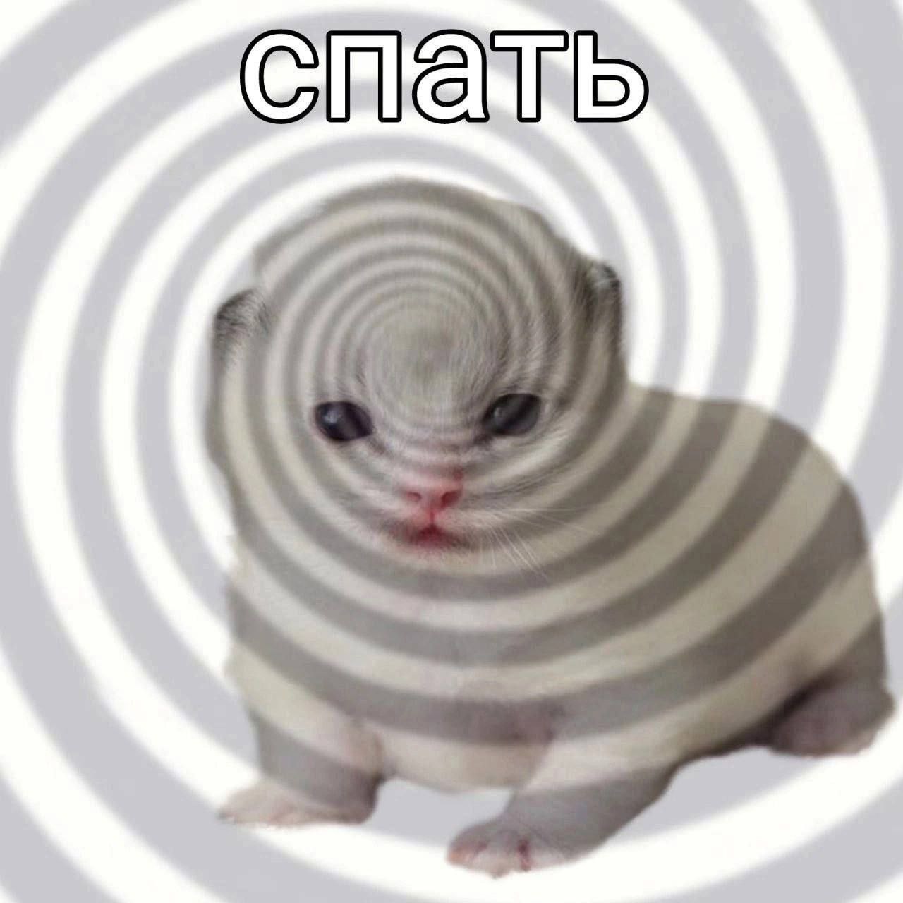 Спать кот Кот под гипнозом "спать"