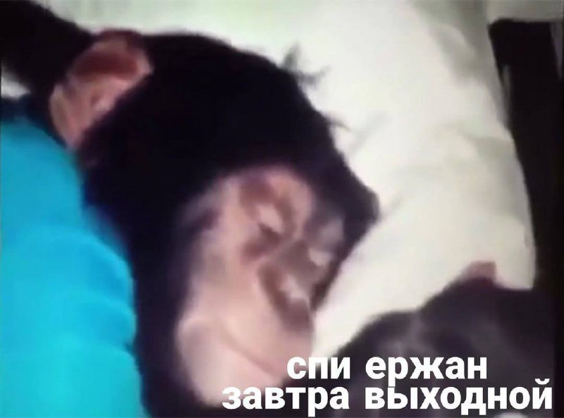 Спи Ержан завтра выходной Мем с шимпанзе, который спит на подушке, а под ним подпись: "Спи Ержан завтра выходной".