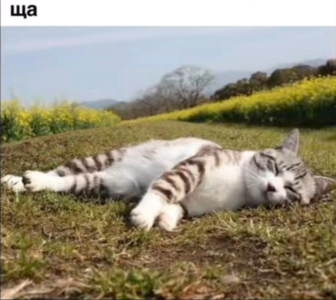 Кот спит на траве с буквой "ща" на фото