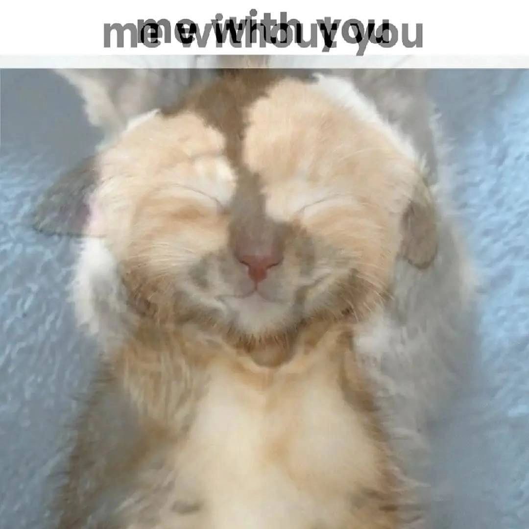 Me without you Спящий котенок с надписью «me without you»