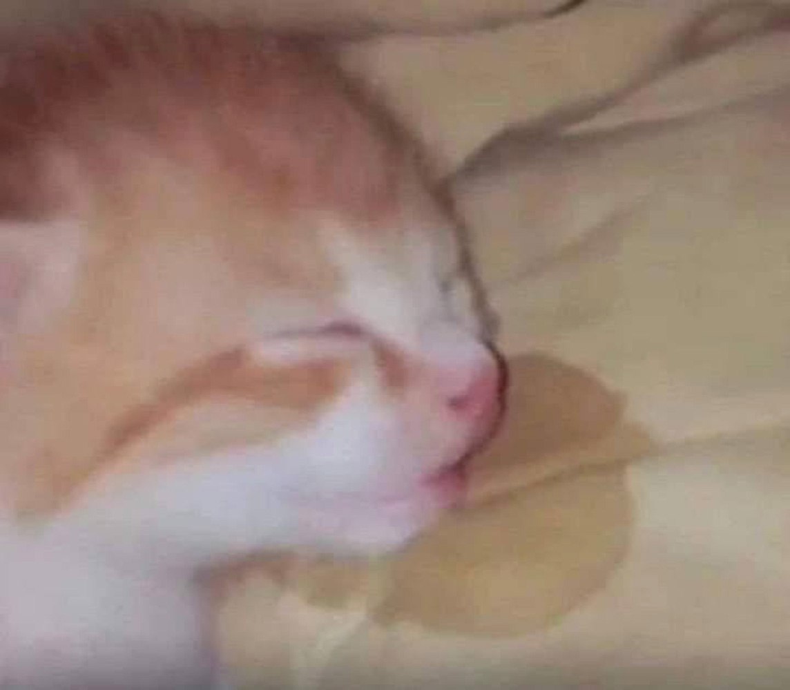 Спящий котенок обмочился Маленький рыже-белый котенок сладко спит на светло-желтом одеяле, и рядом с ним заметно мокрое пятно, означающее, что он обмочился во сне