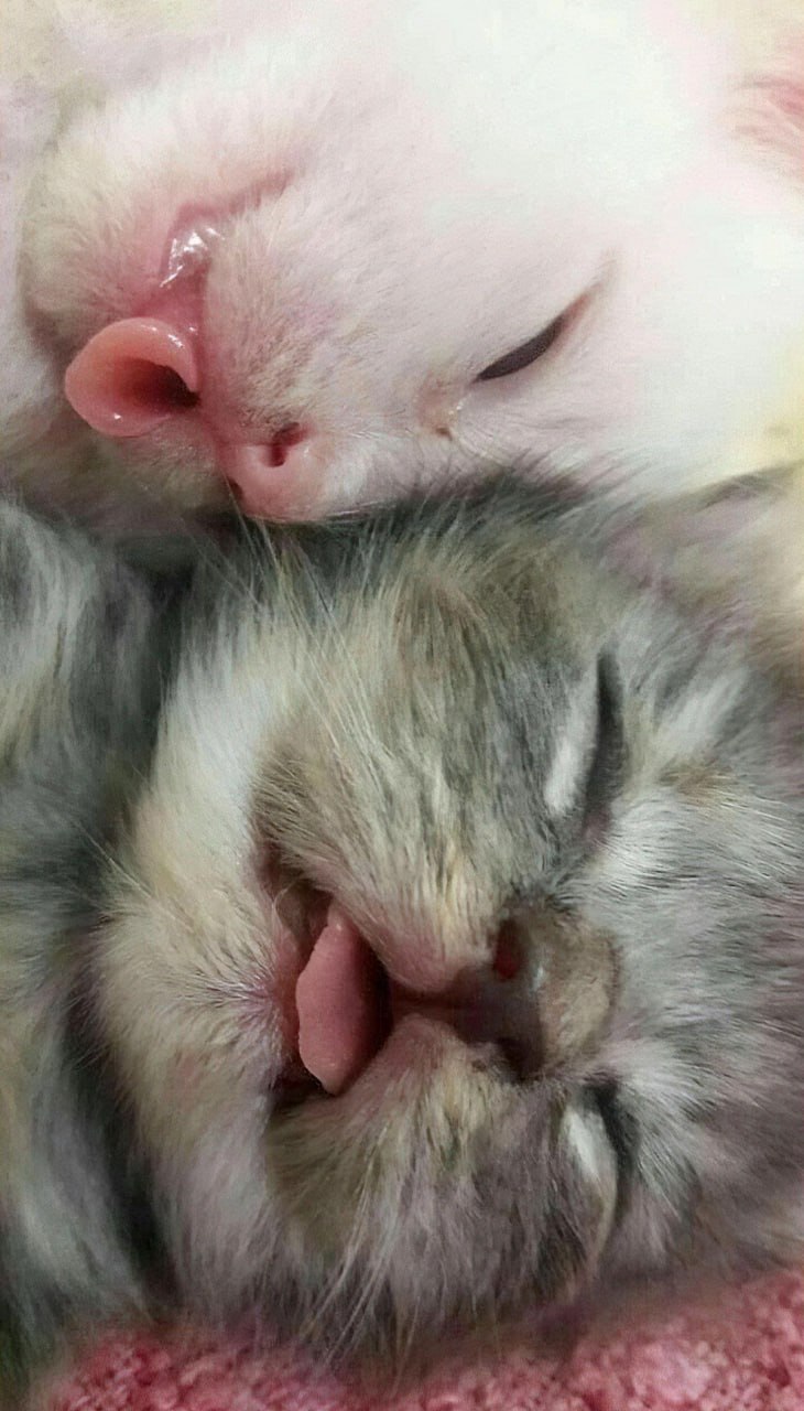 Спящие котята с высунутыми языками Два спящих котенка с высунутыми языками
