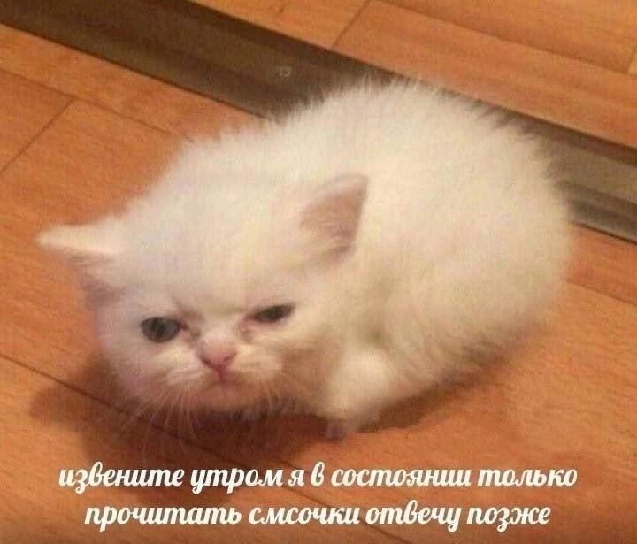Сонный котик извиняется утром Мем с недовольным, сонным белым котенком, который извиняется за то, что утром может только читать сообщения.