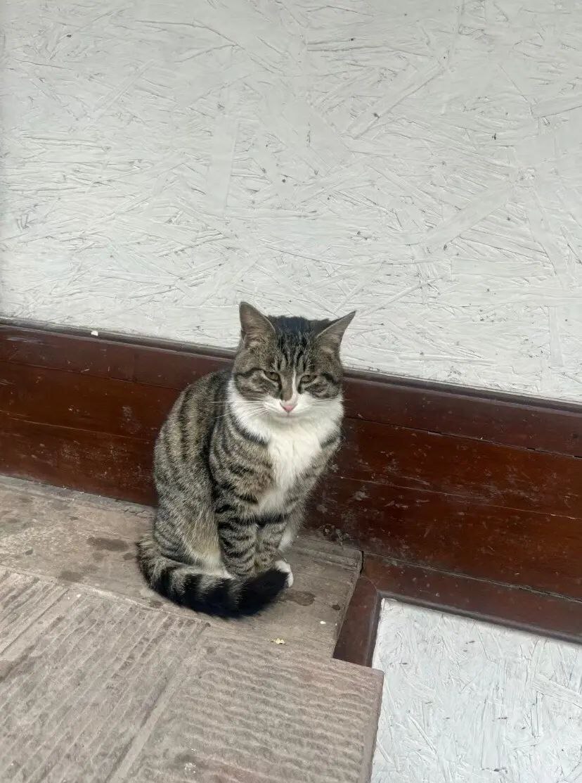Сонливый кот Полосатый кот с прищуренными глазами сидит на деревянном полу