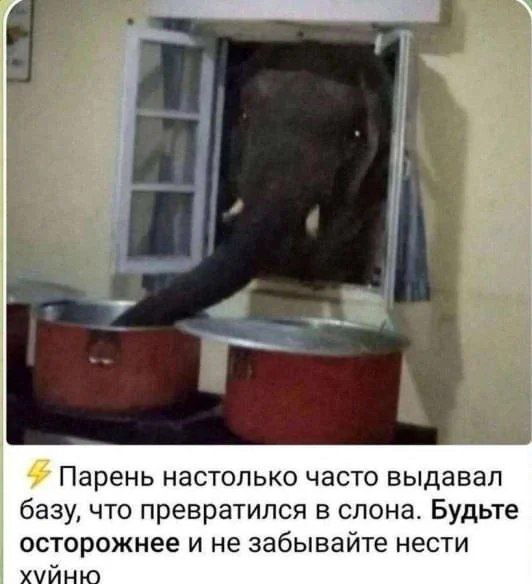 Слон в окне Фотография слона, просунувшего голову и хобот через окно в помещение, где стоят две красные кастрюли.