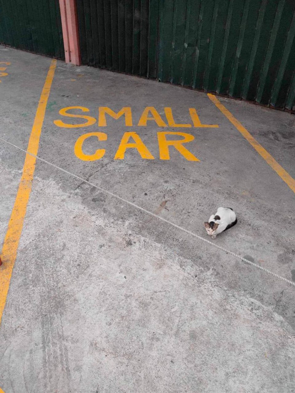 Small car и кот Маленький автомобиль и кот