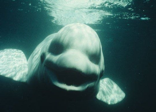 Улыбающийся белый кит под водой