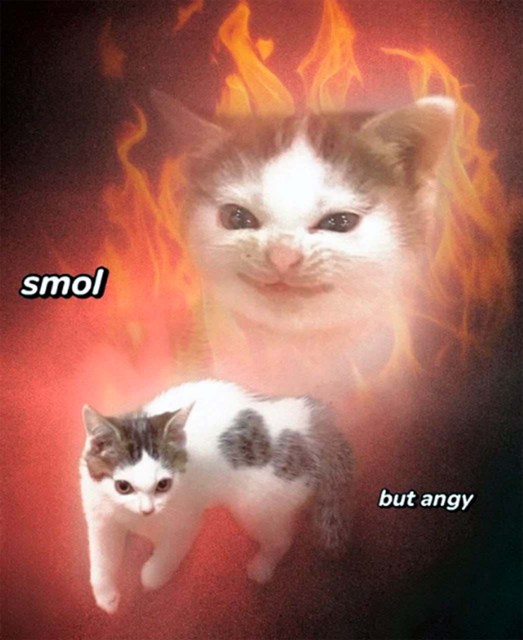 Smol but angy Котёнок smol but angy с огненным ореолом