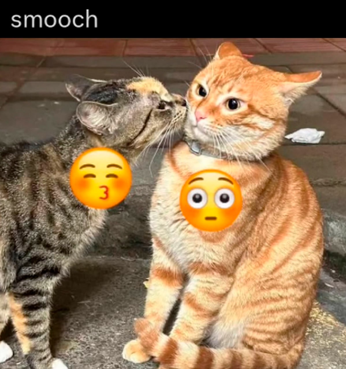 Smooch коты Полосатая кошка целует рыжего кота, который выглядит удивленным