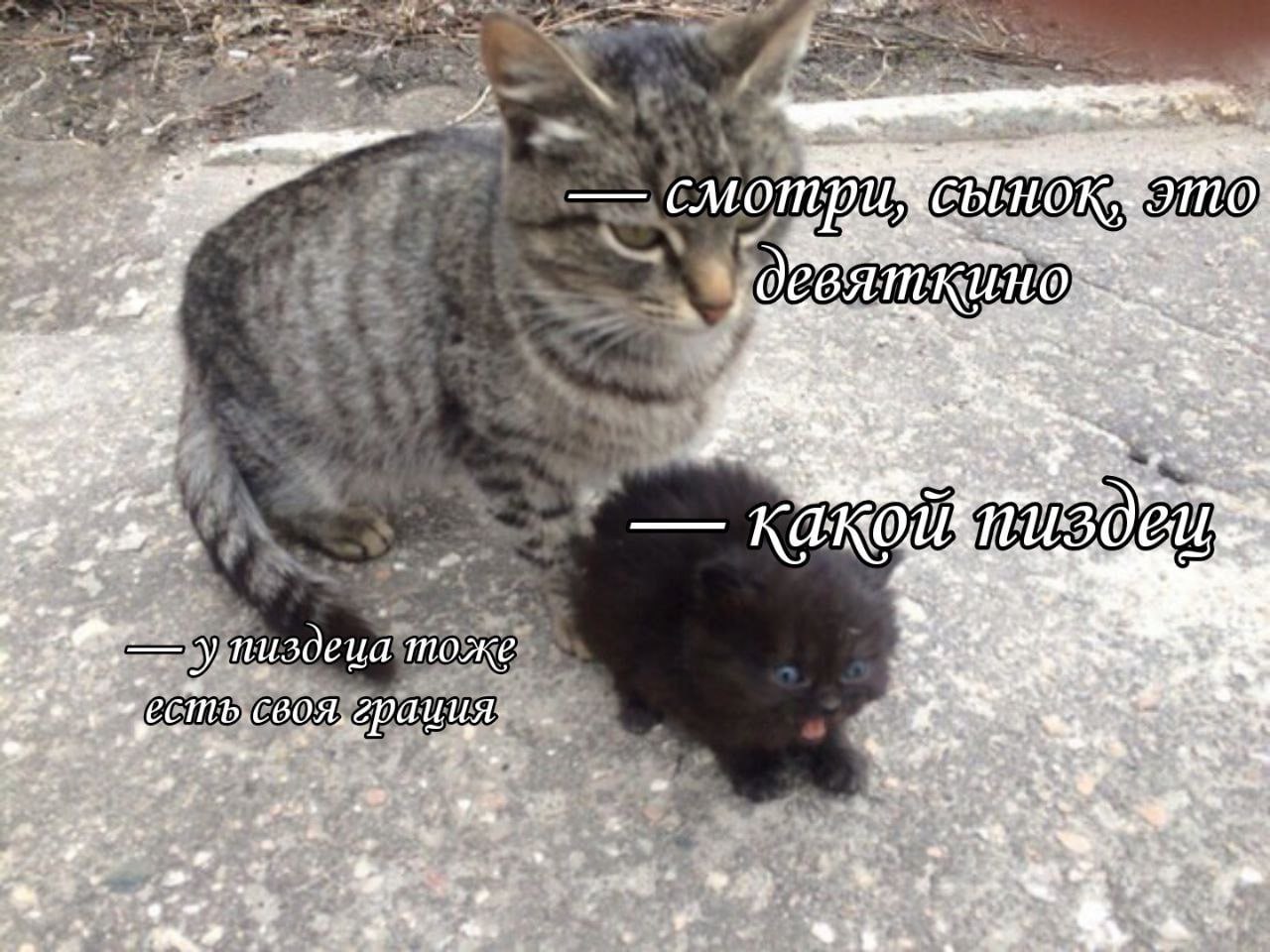 Смотри, сынок, это Девяткино Кот показывает маленькому котенку мир, говоря: "Смотри, сынок, это Девяткино"