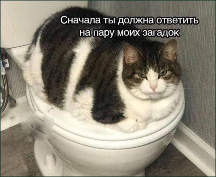 Серьезный кот сидит на унитазе и требует сначала ответить на пару его загадок.