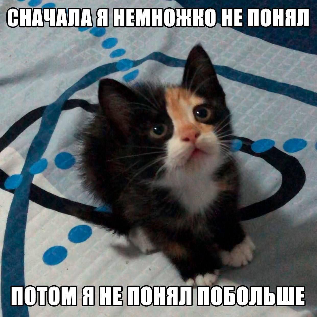 Сначала я немножко не понял Милый котенок, который сначала немножко не понял, а потом не понял еще больше
