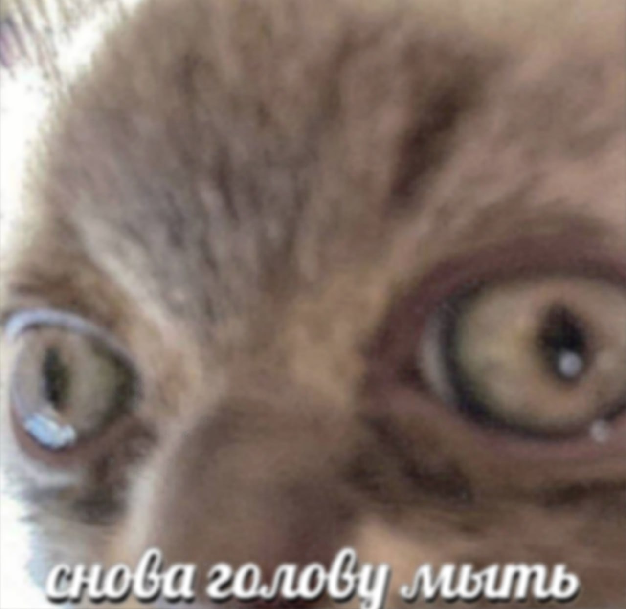 Удивлённая кошка с широко раскрытыми глазами и подписью «снова голову мыть».