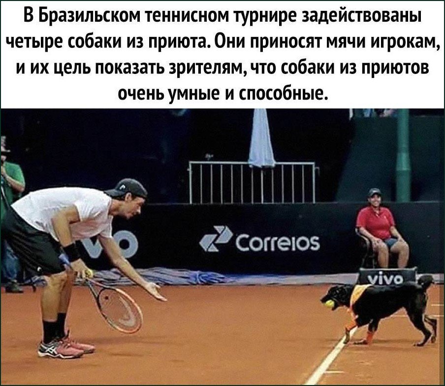 Собака из приюта выбегает на теннисный корт с мячом во рту и помогает игроку во время турнира в Бразилии.