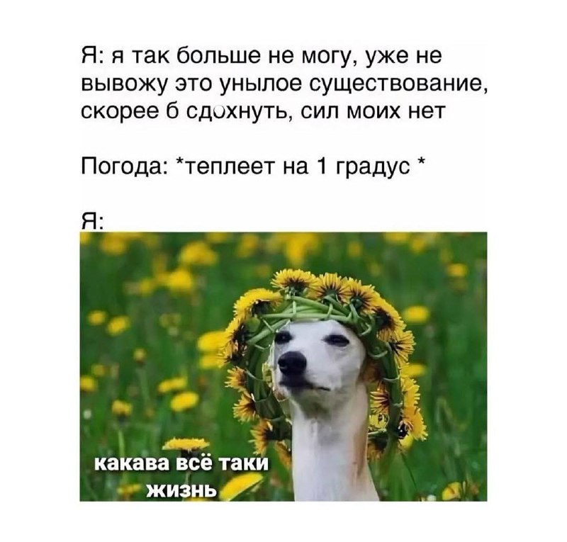 Собака в венке какава всё таки жизнь Собака в венке из одуванчиков "какава всё таки жизнь" после потепления на 1 градус.