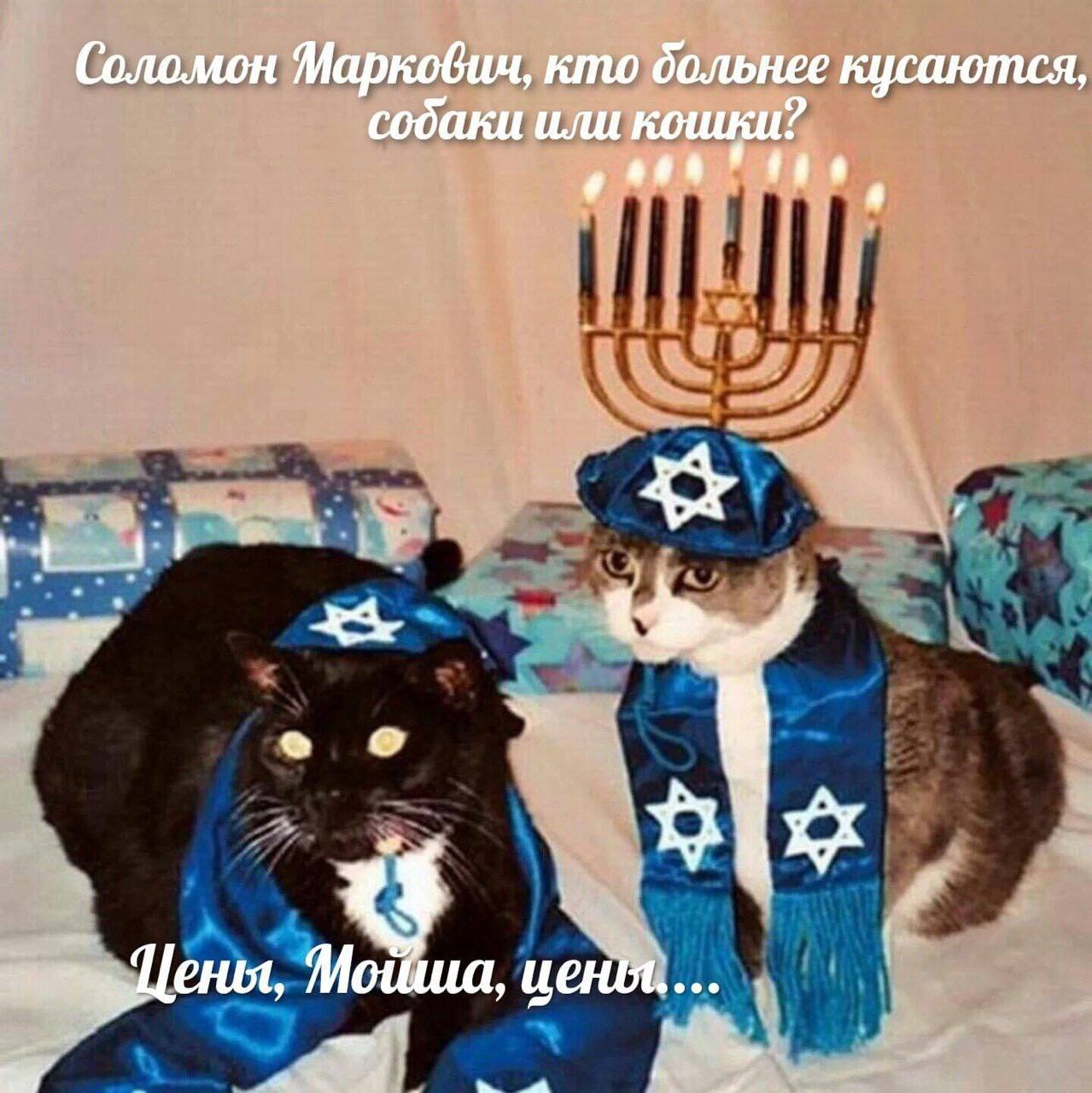Соломон Маркович, кто больнее кусаются Мем с кошками в еврейских нарядах и менорой, с вопросом о том, кто больнее кусается: собаки или кошки