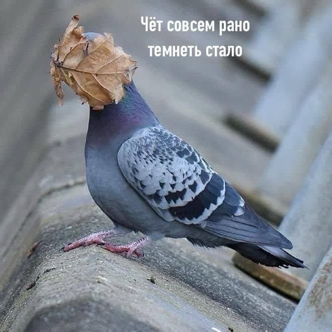 Голубь с головой в сухих листьях и надписью «Чёт совсем рано темнеть стало» — забавная реакция на ранние осенние сумерки.