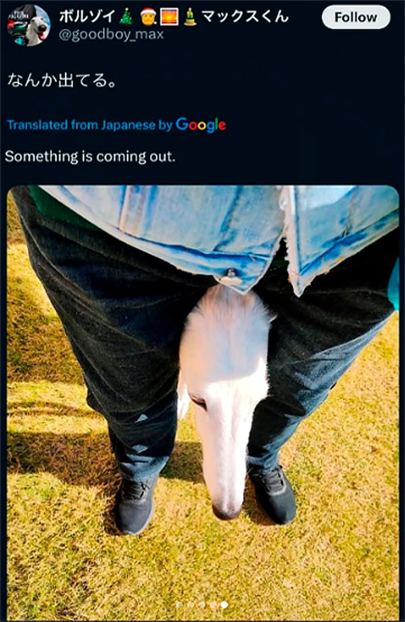 Something is coming out Белый борзой выглядывает между ног человека, мем Something is coming out