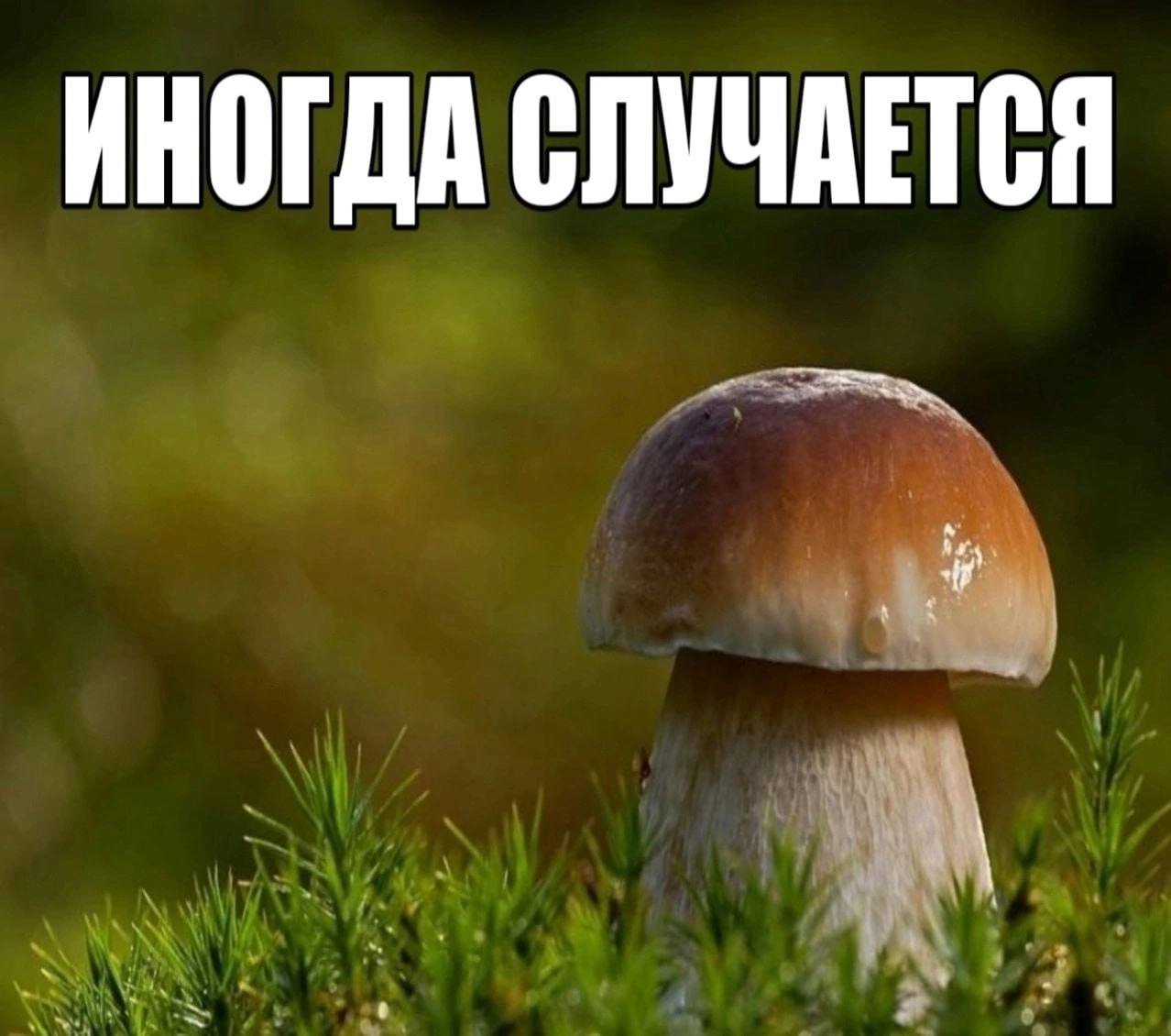 Иногда случается Иногда случается, гриб боровик на мху