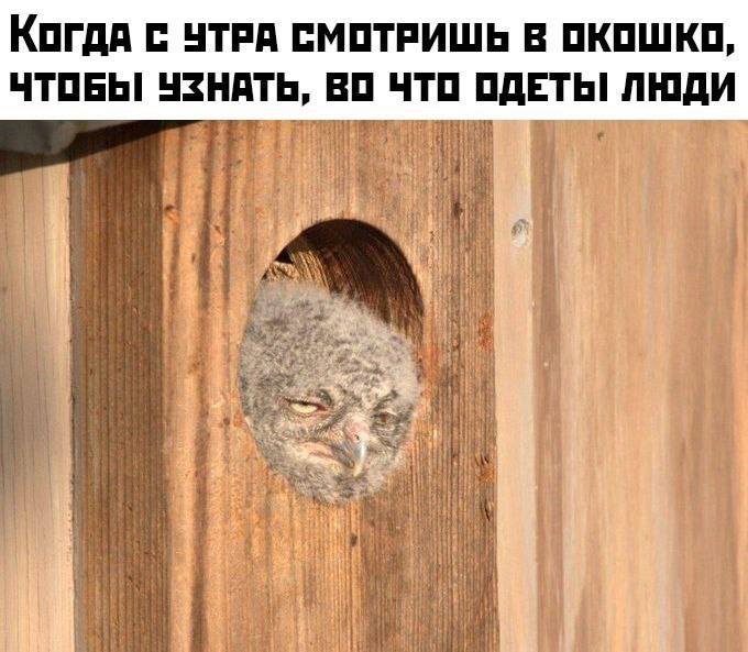 Сонный совенок выглядывает из дупла Сонный совенок выглядывает из дупла или скворечника