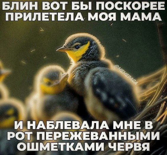 Блин, вот бы поскорее прилетела моя мама Маленькие желторотые птенцы сидят в гнезде и ждут маму, которая принесет им еду